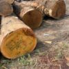 Tali Wood Round Logs
