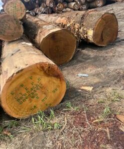 Tali Wood Round Logs