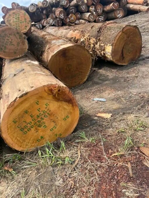 Tali Wood Round Logs