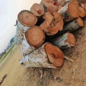 Eucalyptus Logs