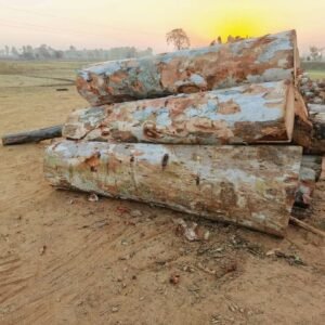 Alternative view of Eucalyptus Logs