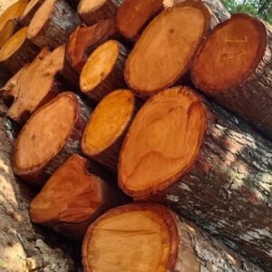 Alternative view of Mahogany Logs