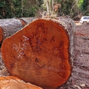 Sapele / Sapelli Logs