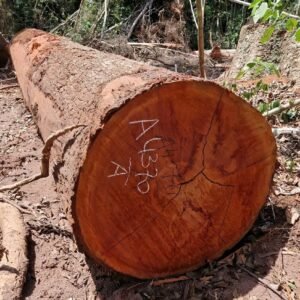 Alternative view of Sapele / Sapelli Logs
