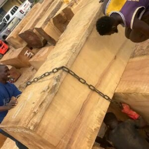 Pachyloba Square Logs