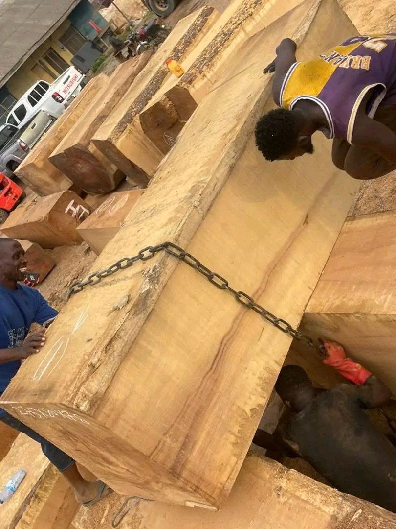 Pachyloba Square Logs