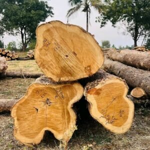 Alternative view of Teak wood Logs