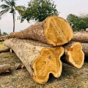 Teak wood Logs